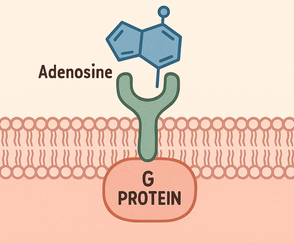 G-protein structure before activation